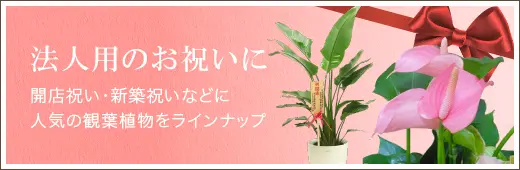 法人用のお祝いに 開店祝い・新築祝いなどに人気の観葉植物をラインナップ