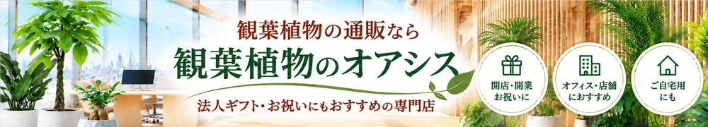 観葉植物の通販なら観葉植物のオアシス｜法人ギフト・お祝いにもおすすめの専門店