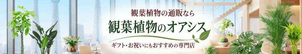 観葉植物の通販なら観葉植物のオアシス｜法人ギフト・お祝いにもおすすめの専門店