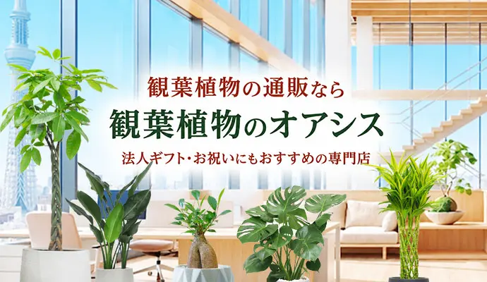 観葉植物の通販なら観葉植物のオアシス｜法人ギフト・お祝いにもおすすめの専門店