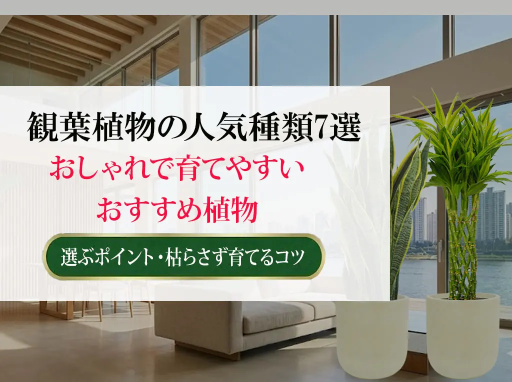 観葉植物の人気種類7選 おしゃれで育てやすいおすすめ植物まとめ 選ぶポイント　枯らさず育てるコツ