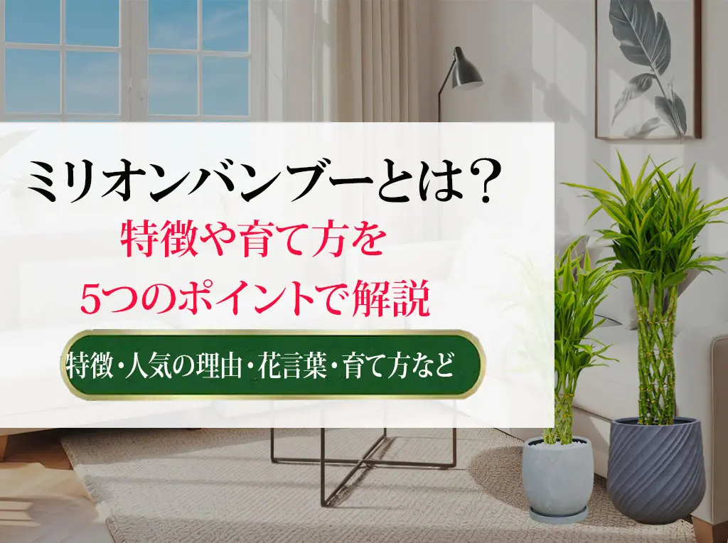 ミリオンバンブーとは？特徴や育て方を5つのポイントで解説