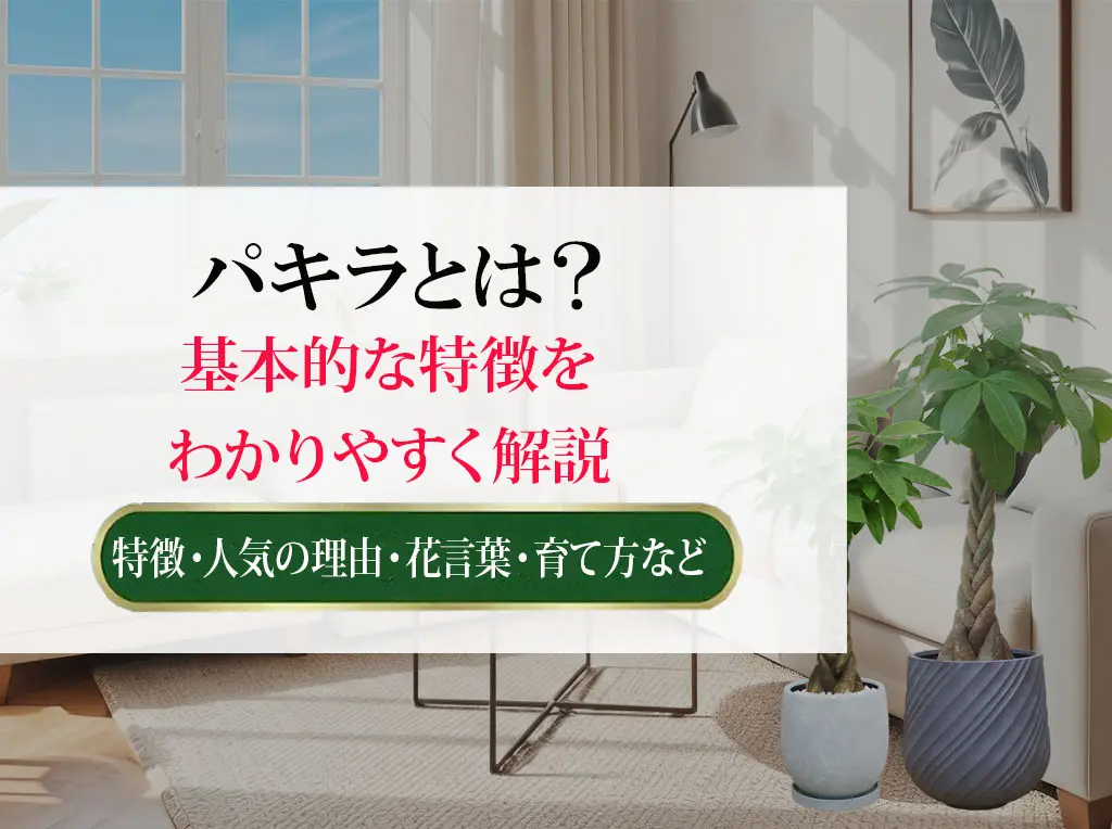 パキラとは？基本的な特徴をわかりやすく解説