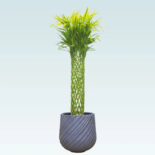 ミリオンバンブー(スパイラル型、グラスファイバー製鉢カバー付)　Lサイズ グレー