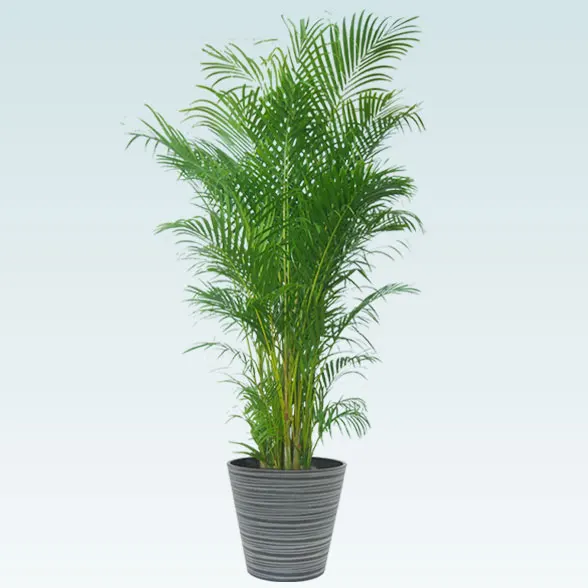 アレカヤシ(エコフレンドリーポット付)　Lサイズ1