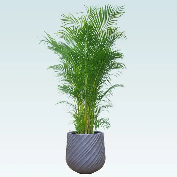 アレカヤシ(スパイラル型、グラスファイバー製鉢カバー付)　Lサイズ　グレー