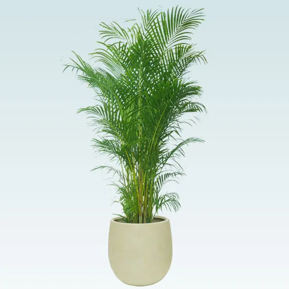 アレカヤシ(バルーン型、グラスファイバー製鉢カバー)　Lサイズ1