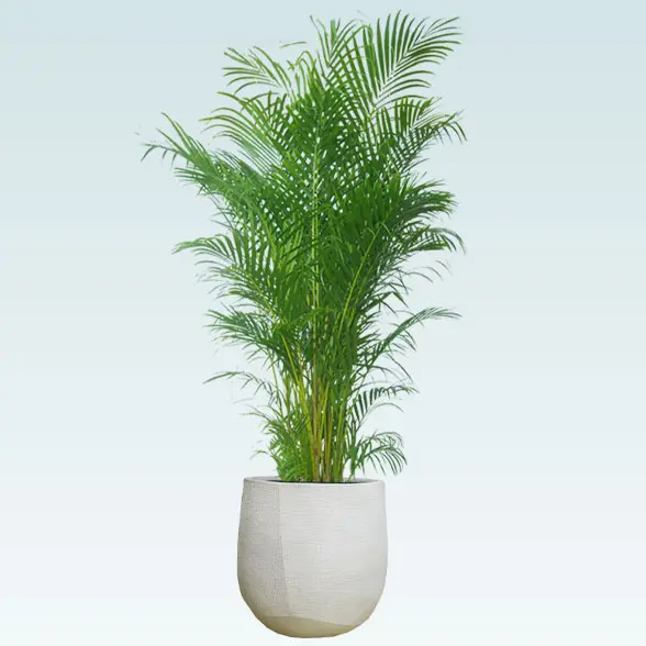 アレカヤシ(ラグジュアリー型、グラスファイバー製鉢カバー付)　Lサイズ