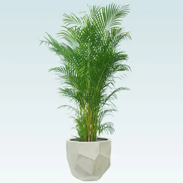 アレカヤシ(多面体型、グラスファイバー製鉢カバー付)1　Lサイズ