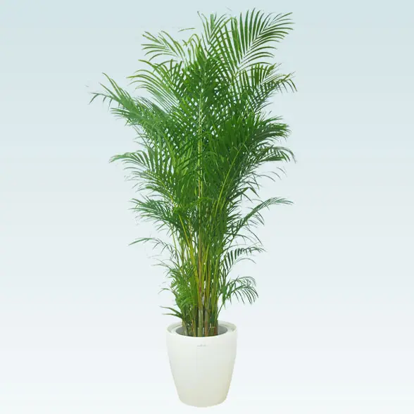 アレカヤシ(ラスターポット付)　Lサイズ1