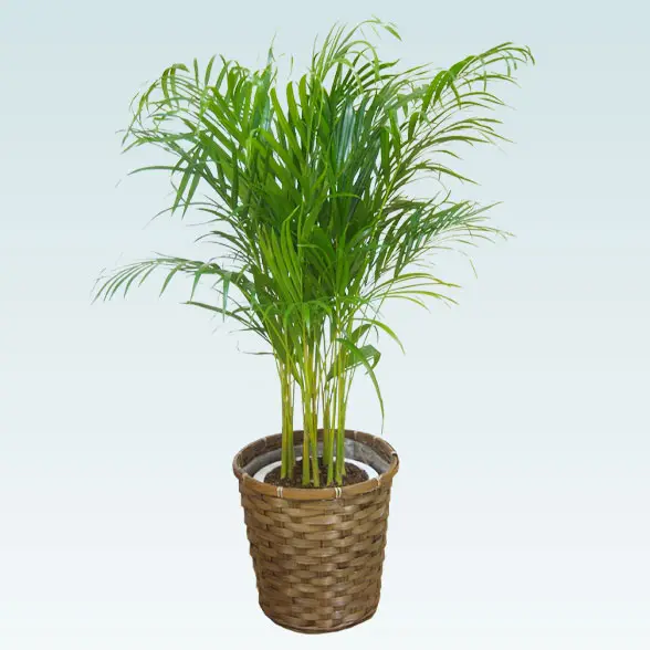 アレカヤシ(藤かご付、ダークブラウン色)　Ｍサイズ１