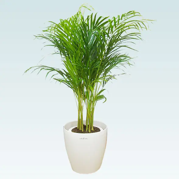 アレカヤシ(ラスターポット付)　Ｍサイズ　1