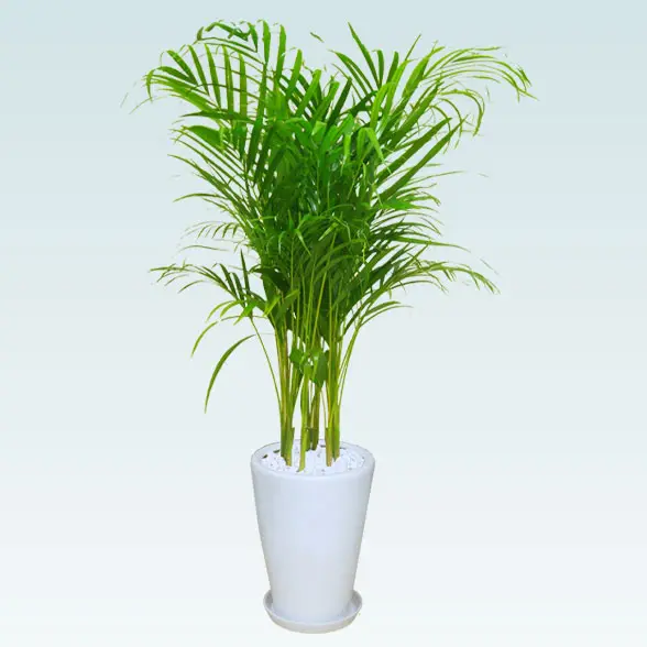 アレカヤシ(陶器鉢植込み、ラウンドタイプ白色)1