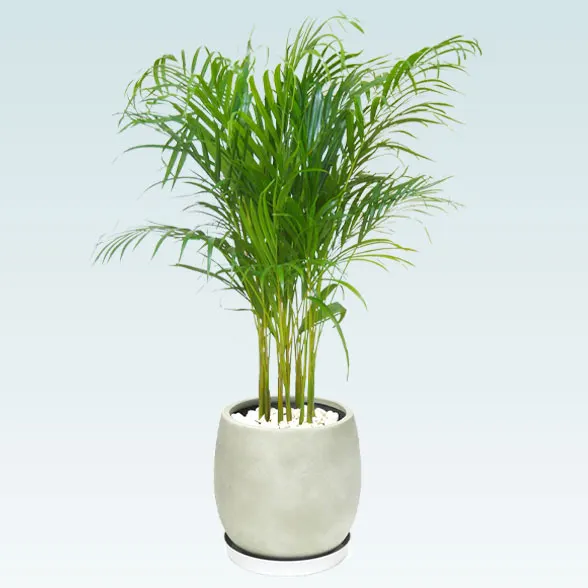 アレカヤシ(グラスファイバー製鉢植込み、バルーン型)　1