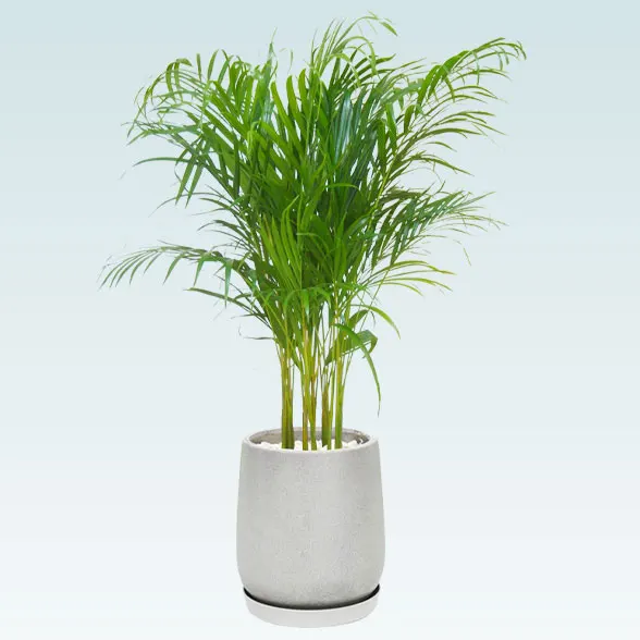 アレカヤシ(グラスファイバー製鉢植込み、チューリップ型)1