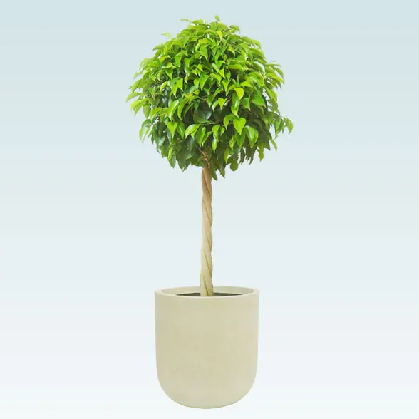 ベンジャミン(U字ポット型、グラスファイバー製鉢カバー付)　Ｍサイズ1