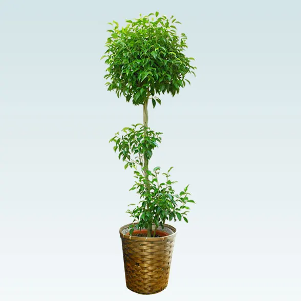 ベンジャミン(籐かご付、ダークブラウン色)　Lサイズ１