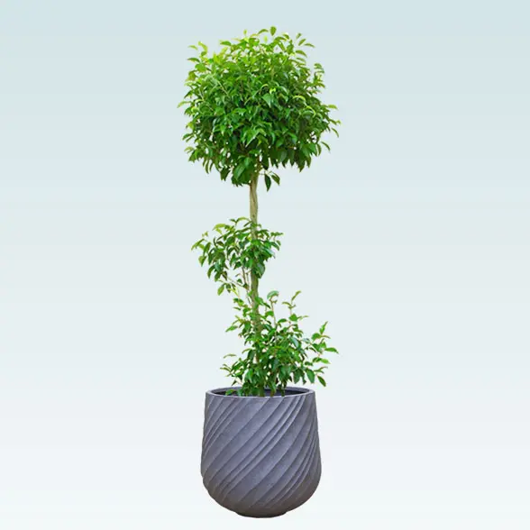 ベンジャミン(スパイラル型、グラスファイバー製鉢カバー付)　Lサイズ　グレー