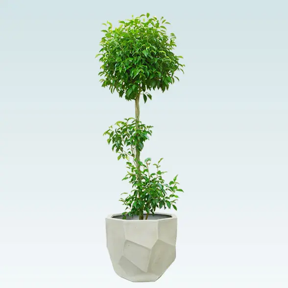 ベンジャミン(多面体型、グラスファイバー製鉢カバー付)　Lサイズ 1