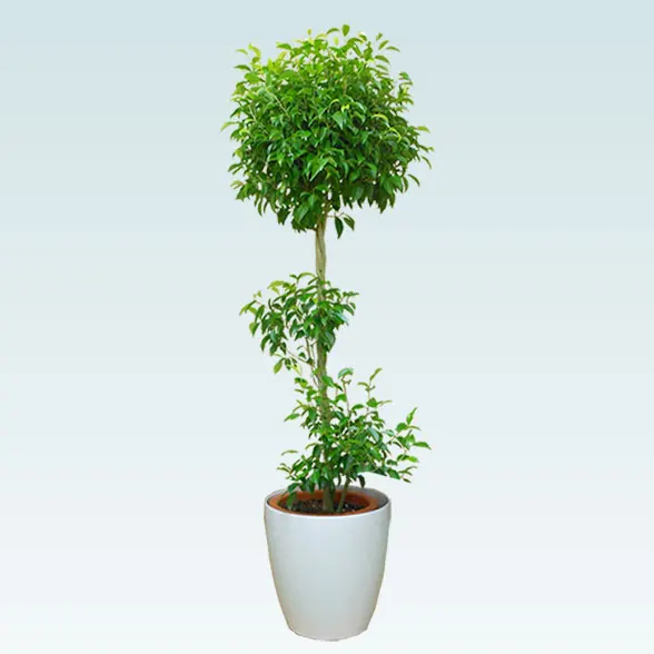 ベンジャミン(ラスターポット付)　Lサイズ１