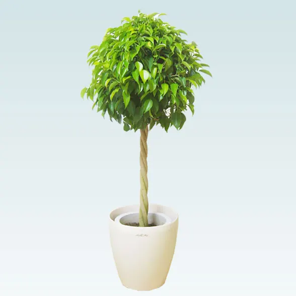 ベンジャミン(ラスターポット付)　Ｍサイズ１