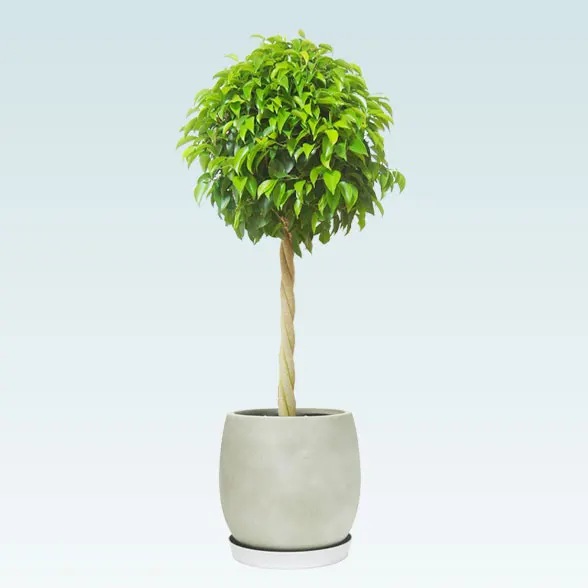 ベンジャミン(グラスファイバー製鉢植込み、バルーン型)　スタイリッシュ1