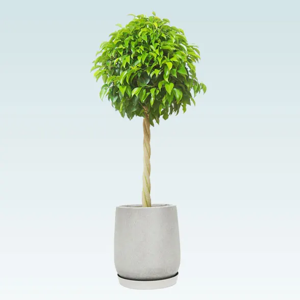 ベンジャミン(グラスファイバー製鉢植込み、チューリップ型)1