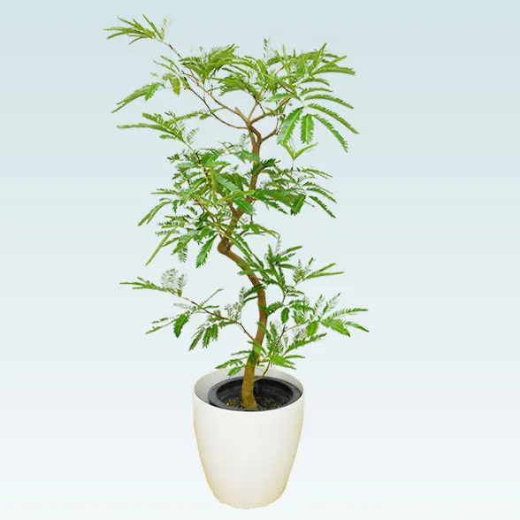 エバーフレッシュ(ラスターポット付)　Ｍサイズ１