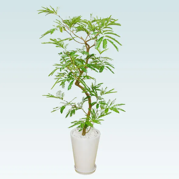 エバーフレッシュ(陶器鉢植込み、ラウンドタイプ白色)１