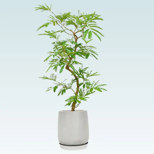 エバーフレッシュ(グラスファイバー製鉢植込み、チューリップ型)1