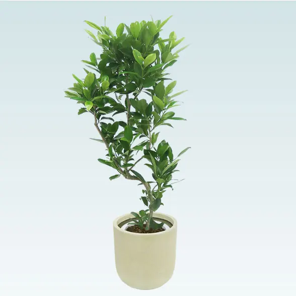 ファグラエア(Uポット型、グラスファイバー製鉢カバー付)　Mサイズ