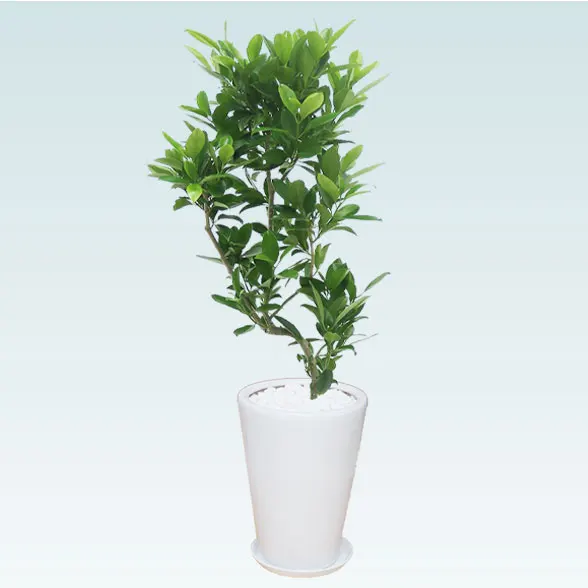 ファグラエア(陶器鉢植込み、ラウンドタイプ白色)　スタイリッシュ