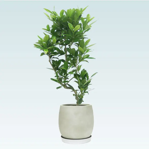 ファグラエア(グラスファイバー製鉢植込み、バルーン型)　１