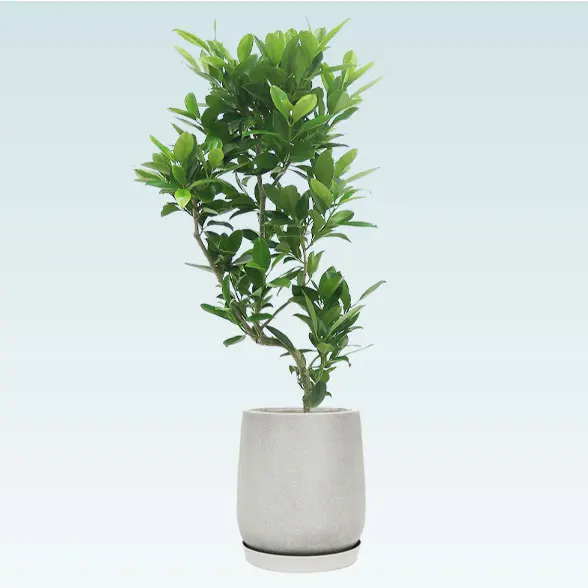 ファグラエア(グラスファイバー製鉢植込み、チューリップ型)１