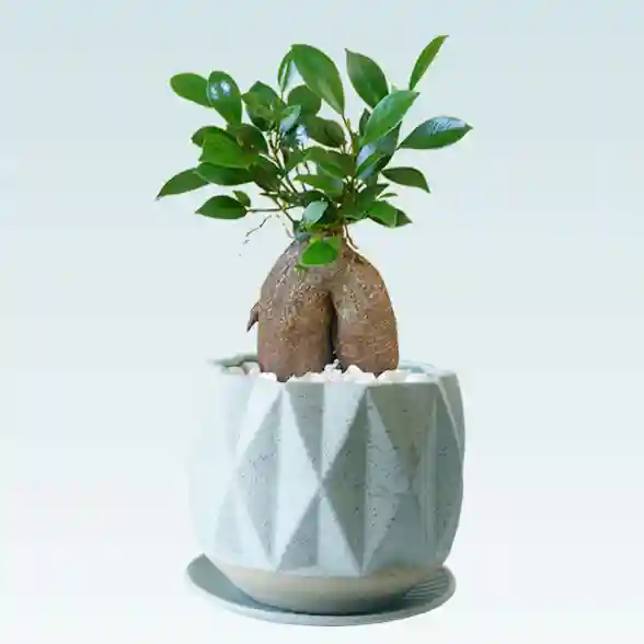 ガジュマル(陶器鉢植込み、4号プリズムポット)