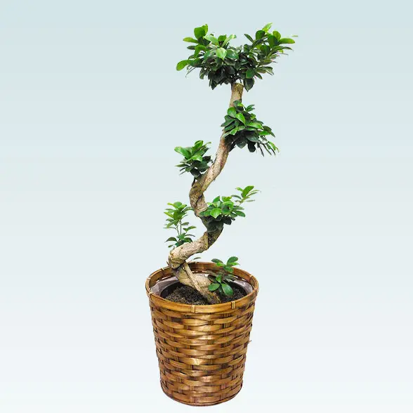 ガジュマル(籐かご付、ダークブラウン色)　Ｍサイズ１