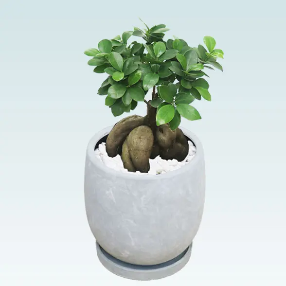 ガジュマル(陶器鉢　ボウル型　パステルブルー)　スタイリッシュ