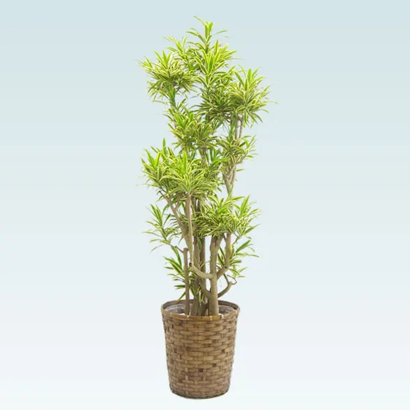 ソングオブインディア(藤かご付・ダークブラウン色)　Lサイズ１