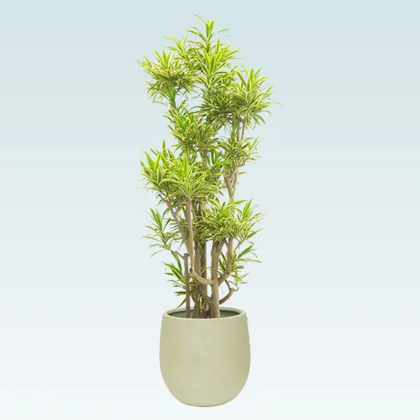 ソングオブインディア(バルーン型、グラスファイバー製鉢カバー付)　Lサイズ1