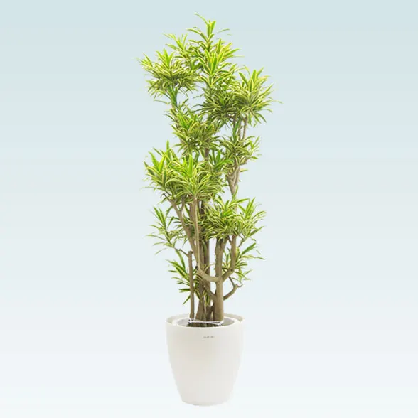 ソングオブインディア(ラスターポット付)　Lサイズ１