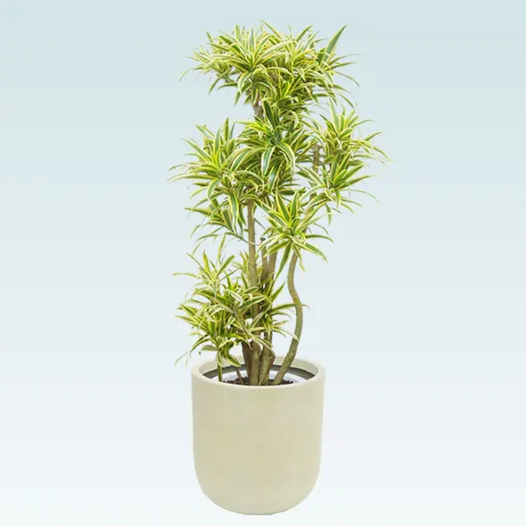 ソングオブインディア(Uポット型、グラスファイバー製鉢カバー付)　Mサイズ1