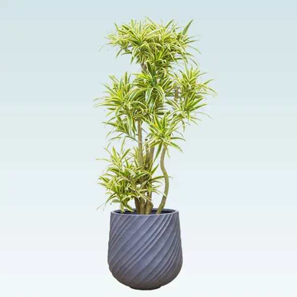 ソングオブインディア(スパイラル型、グラスファイバー製鉢カバー付)　Mサイズ