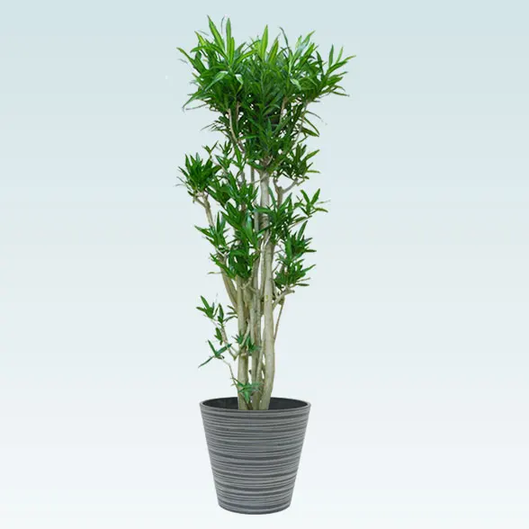 ソングオブジャマイカ(エコフレンドリーポット付)　Lサイズ　1