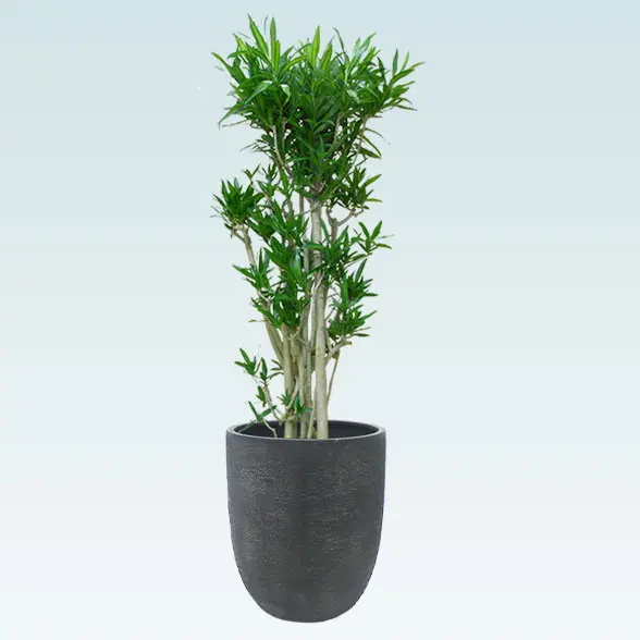 ソングオブジャマイカ(エッグポット型、グラスファイバー製鉢カバー付)　Lサイズ　ブラック