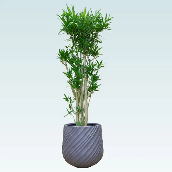 ソングオブジャマイカ(スパイラル型、グラスファイバー製鉢カバー付)　Lサイズ　グレー