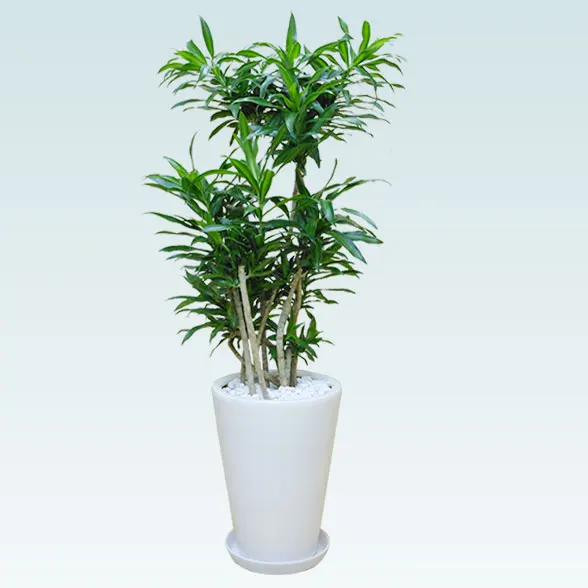 ソングオブジャマイカ(陶器鉢植込み、ラウンドタイプ白色)１