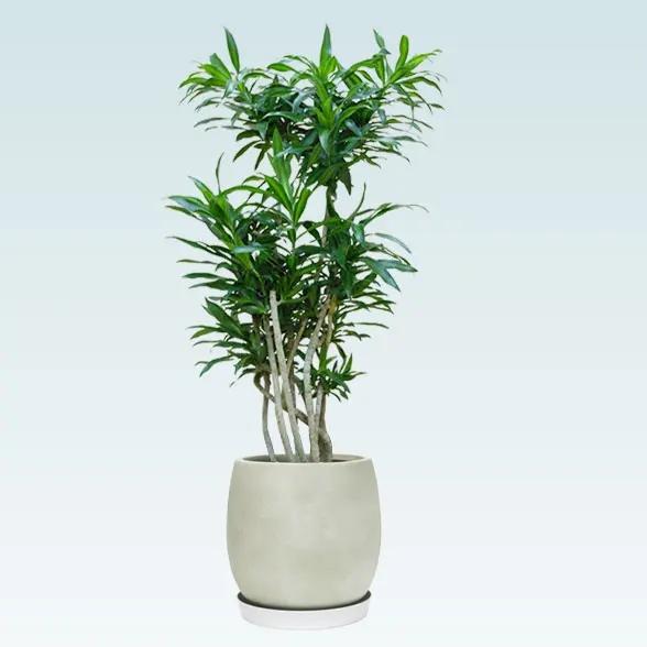 ソングオブジャマイカ(グラスファイバー製鉢植込み、バルーン型)1