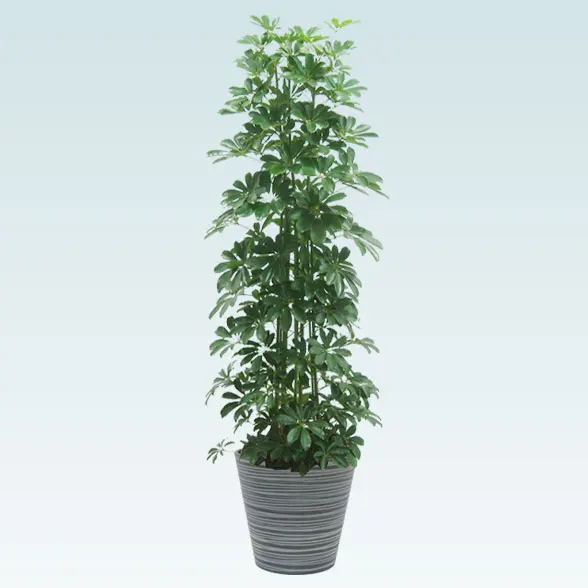 カポック(エコフレンドリーポット付)　Lサイズ　