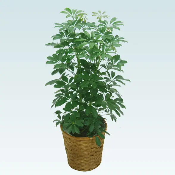 カポック(籐かご付、ダークブラウン色)　Mサイズ