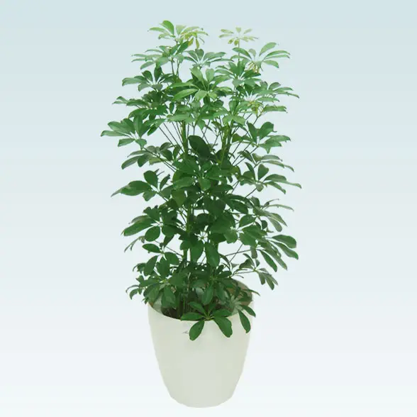 カポック(ラスターポット付)　Mサイズ１